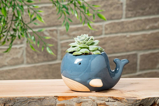 Lg Blue Whale Planter