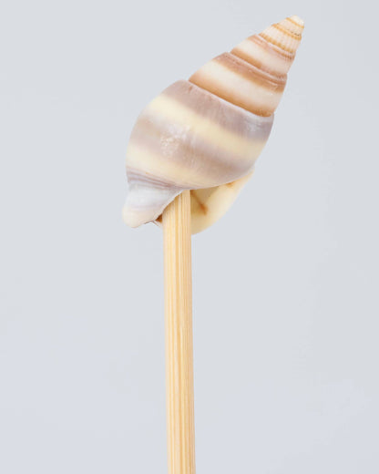 Beach Party Pick Set