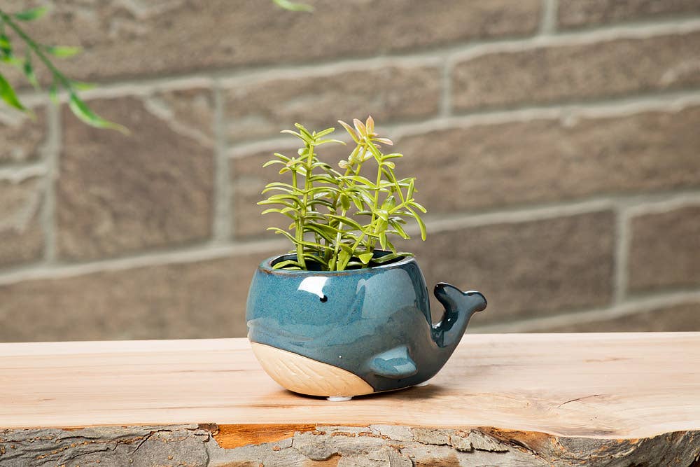 Small Blue Whale Planter